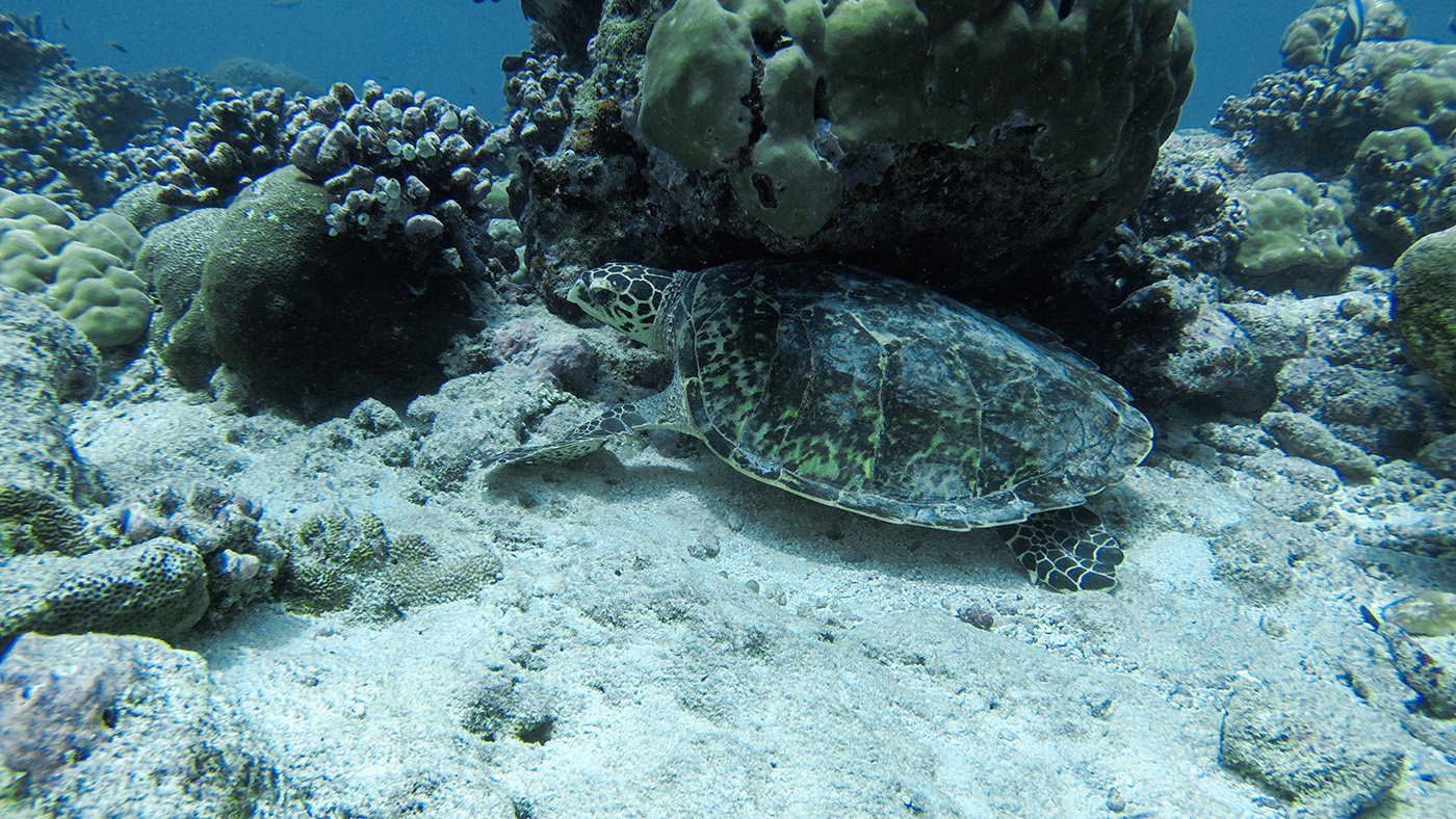 conrad rangali island maldives travel diary