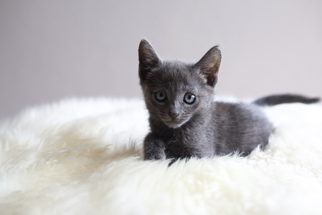 blue russian kitten charlotte